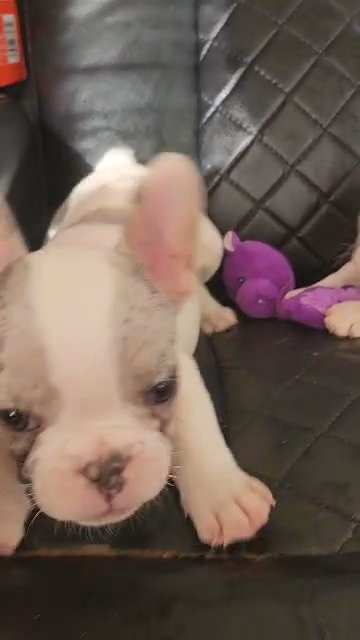 French Bulldog Koi Blue Merle ‼️SOLD in Passaic, New Jersey
