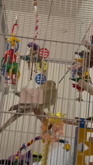 Red Rump Female Need Rehomed Asap in Sanford, Florida