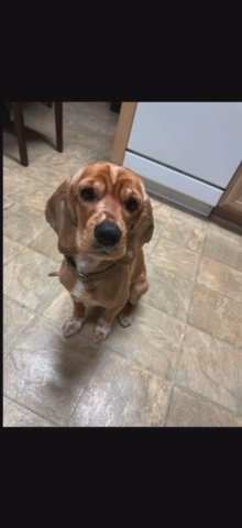 English Cocker Spaniel in Houston, Texas
