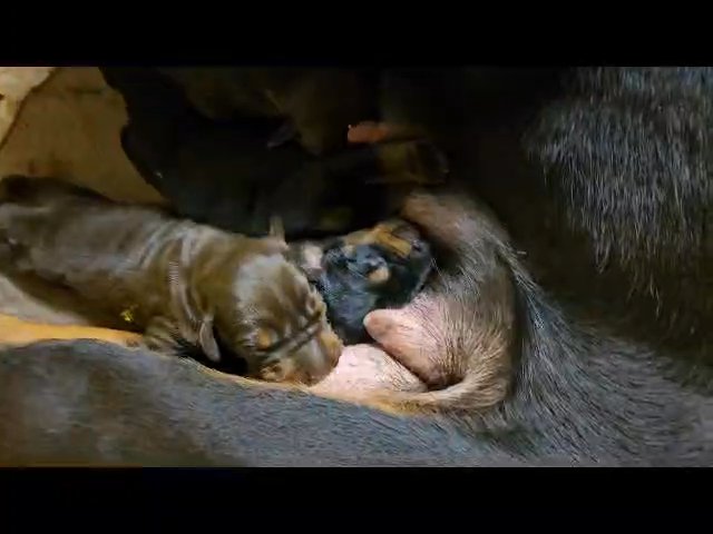 Doberman pinscher puppies in Sarasota, Florida