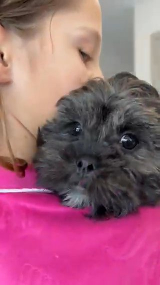 Malshipoo- Now Available in Yulee, Florida