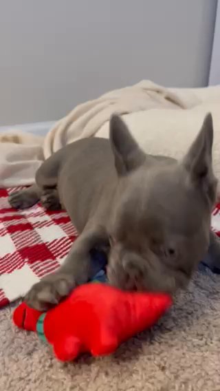 Lilac Tan French Bulldog Puppy in Mableton, Georgia