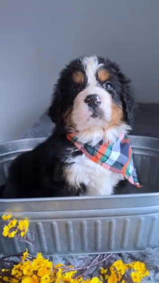 Moose Akc Bernese Mountain Dog in Albany, New York