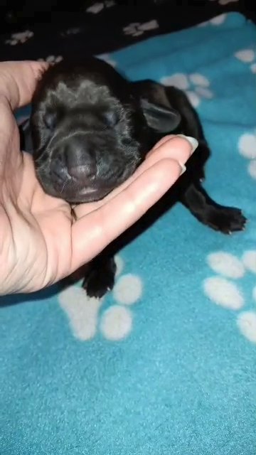 Green Collar Black Brindle Male in Paragould, Arkansas