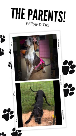 AKC great Dane Puppies in Monroe, North Carolina