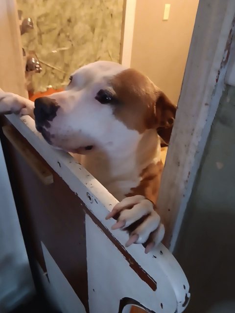 Playful pitbull in Jeffersonville, Indiana