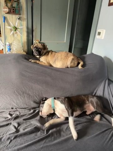 Upcoming Litter (now Here) in Pittsburgh, Pennsylvania