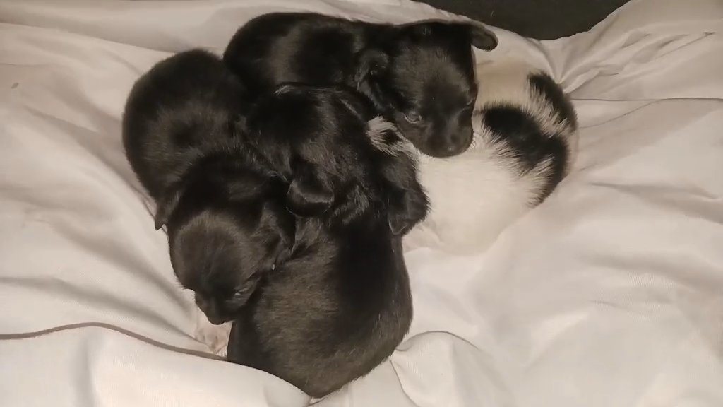 male puppies in Springfield, Massachusetts