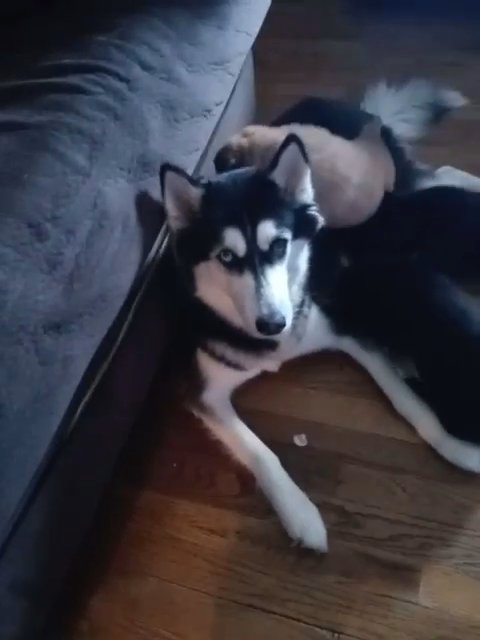 husky shepard lab mixed in Dayton, Ohio