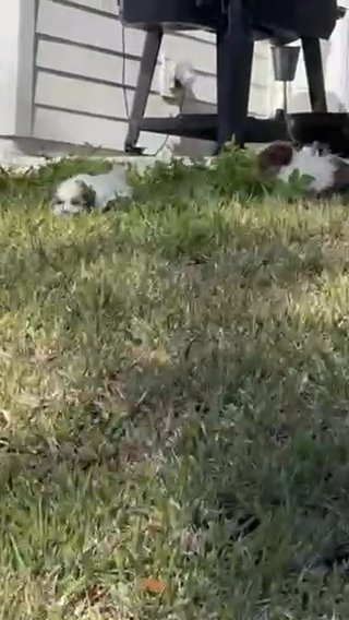 Malshipoo Puppies 🐶 in Yulee, Florida