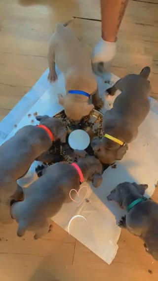 Blue Bully Mix Pups in Atlanta, Georgia
