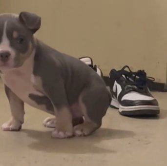 American Bully - Blue Tri in Queens, New York