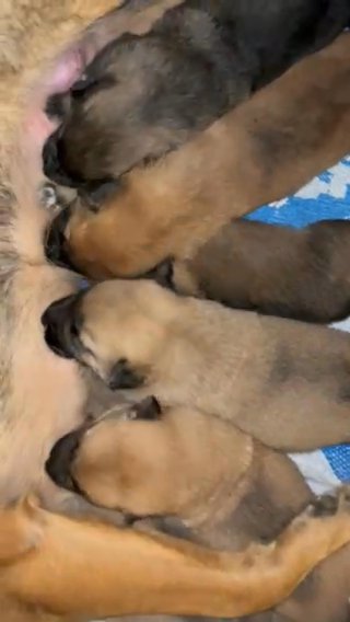 German Shepherd in Lancaster, California