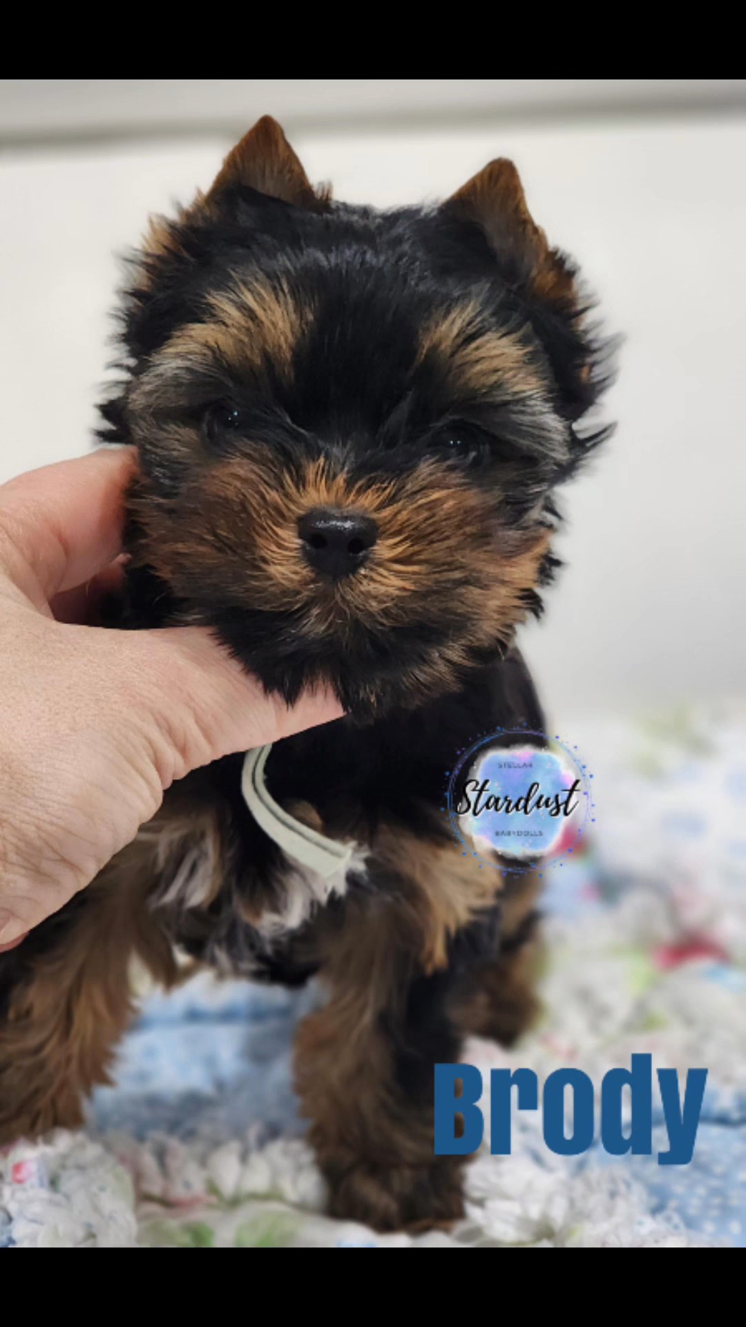 male Yorkies in Chicago, Illinois