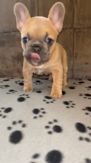 (RESERVED) Blue Fawn French Bulldog Female - AKC - (Bonnie) in Wilmington, Ohio