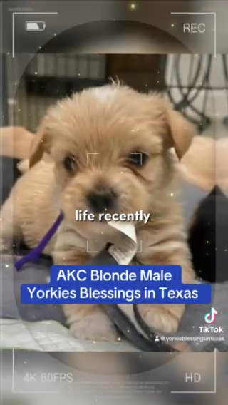 AKC blonde male Carries Chocolate, Traditional, Parti And Blonde. in Dallas, Texas