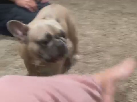 Female Frenchies in Fort Worth, Texas