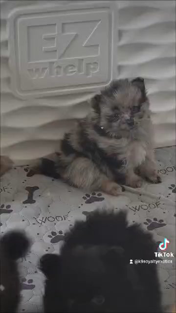 whelping in Lakeland, Florida
