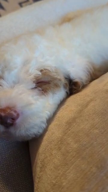 Moyen Poodle (BLITZEN, MALE, light red) AKC registered in Woodstock, Georgia