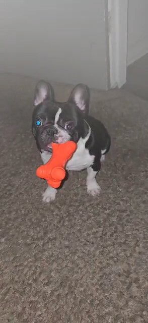 Metro 14-month male Frenchie in Smyrna, Georgia
