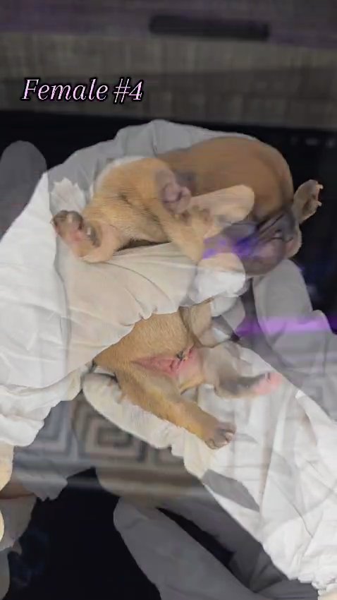frenchie in Lakeland, Florida