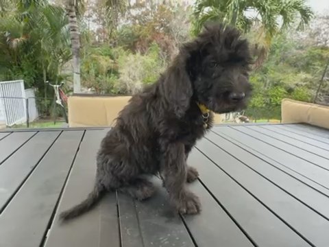 Labradoodle Puppies in Pembroke Pines, Florida