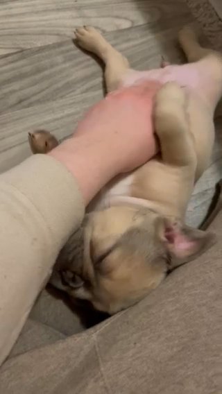 Frenchie Puppy Female in Mableton, Georgia