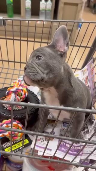 Femle French Bull Dog in Dundalk, Maryland