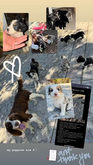 puppies for sale🐶🩵🩷 in Morgan Hill, California