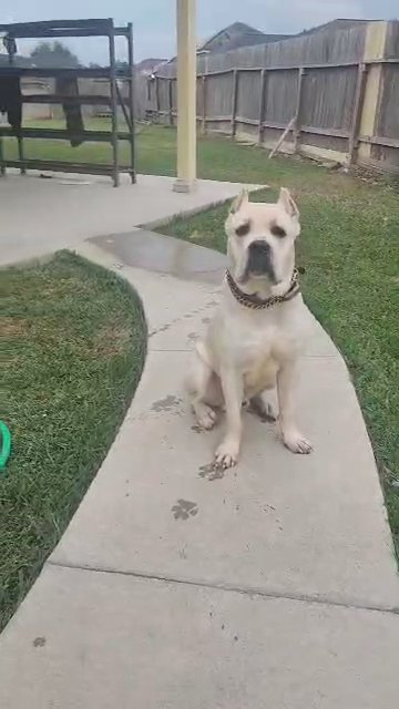 straw cane corso stud in Humble, Texas
