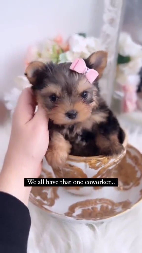teacup Yorkie in Houston, Texas