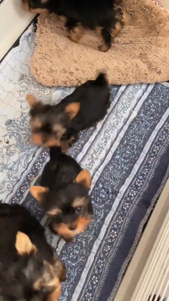 adorable teacup Yorkies for rehoming in New York City, New York
