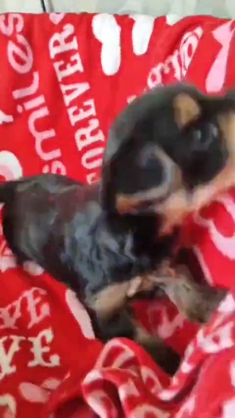 adorable teacup Yorkies available in New York City, New York