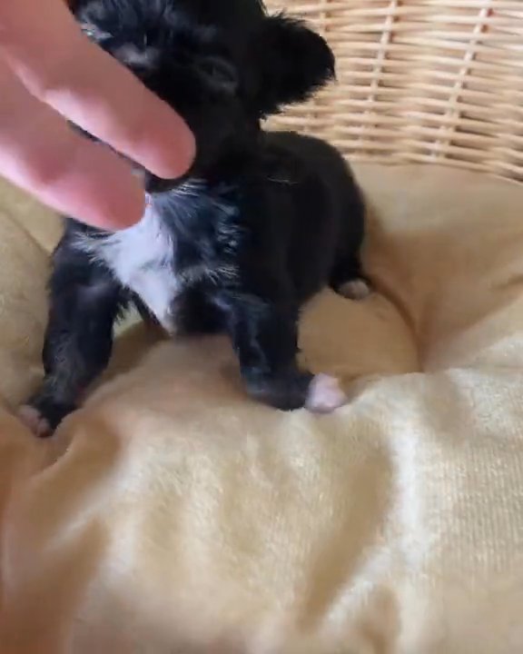 tiny black Yorkie in New York City, New York