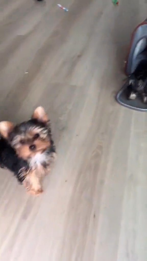 teacup Yorkie in San Francisco, California