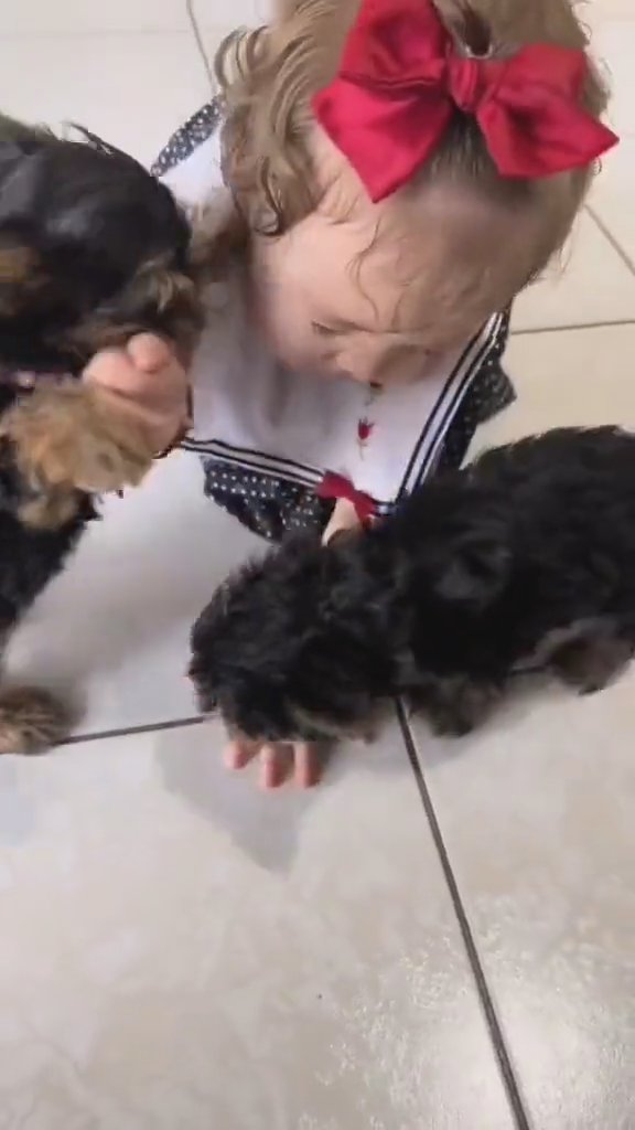 lovely teacup Yorkies available for adoption in Kansas City, Missouri