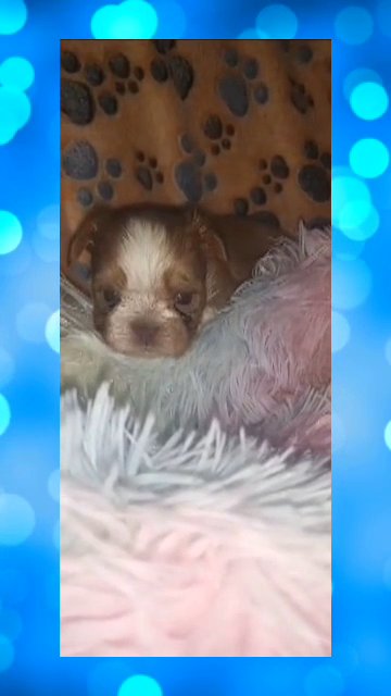 Male Shih Tzu in Paris, Texas