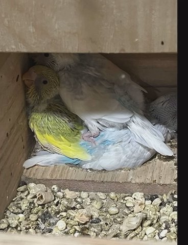Baby Parakeet Birds in Sterling Heights, Michigan