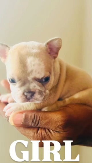 Frenchie Girl in Baton Rouge, Louisiana