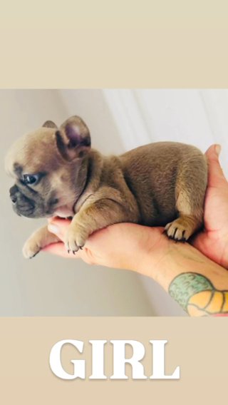 Frenchie Girl in Baton Rouge, Louisiana