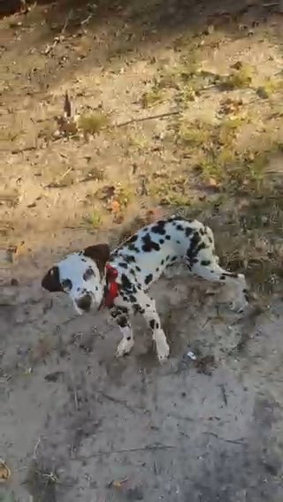 Liver Spotted Dalmation in The Woodlands, Texas