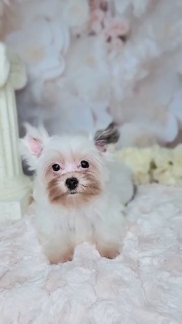 Diamond-parti yorkie in Olive Branch, Mississippi