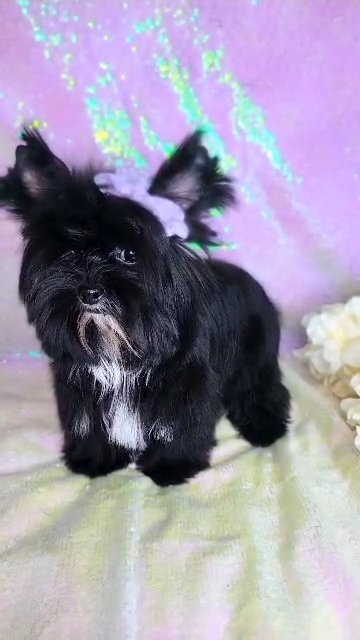 Ambience- TEACUP YORKIE in Olive Branch, Mississippi
