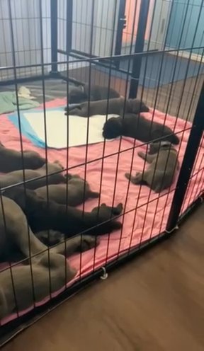 Cane Corso Puppy in Fort Worth, Texas