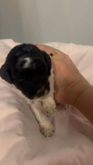 AKC Parti Black and White Mini Poodle Female in Montgomery, Alabama