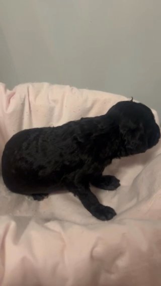 AKC Black Mini Poodle Female in Montgomery, Alabama