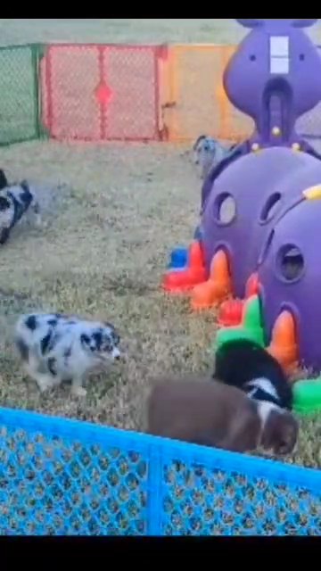 sold AKC&ASCA  Aussie in Phoenix, Arizona