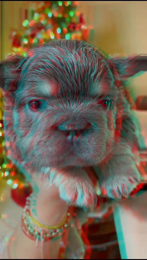 fluffy french bulldog in San Diego, California