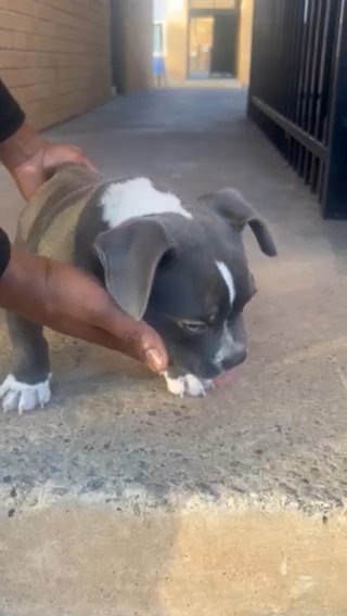 Micro Bully in Atlanta, Georgia