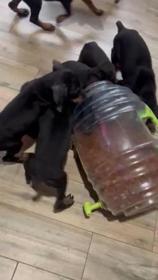 Doberman Pinscher in Houston, Texas